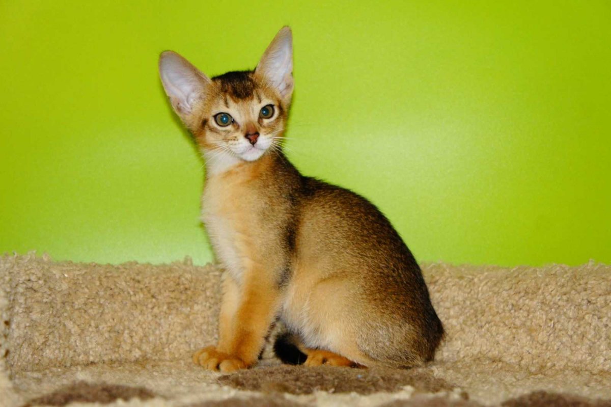 Абиссинские котята 2 недели