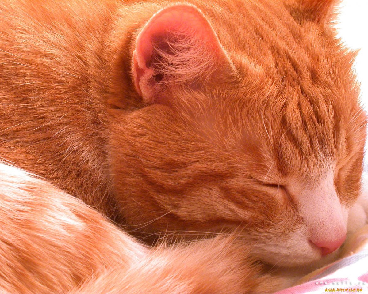 Хочу рыжего котика