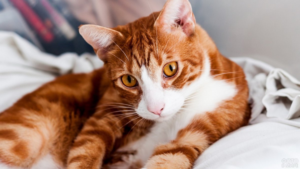 Рыжий кот с пятнами