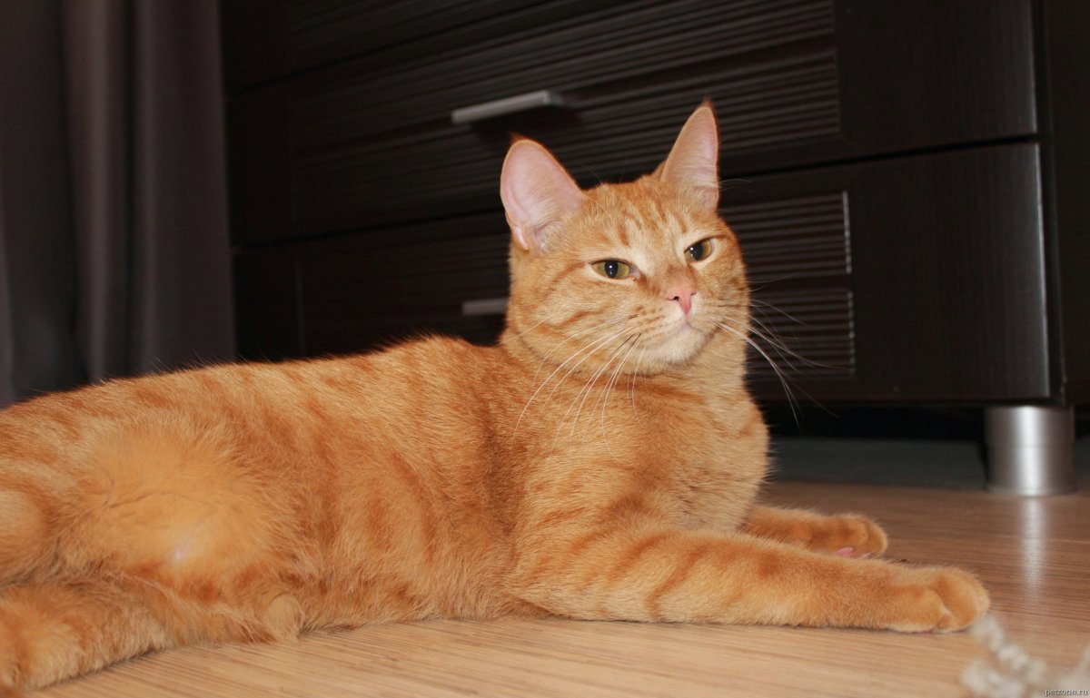 Европейский короткошерстный Крысолов рыжий