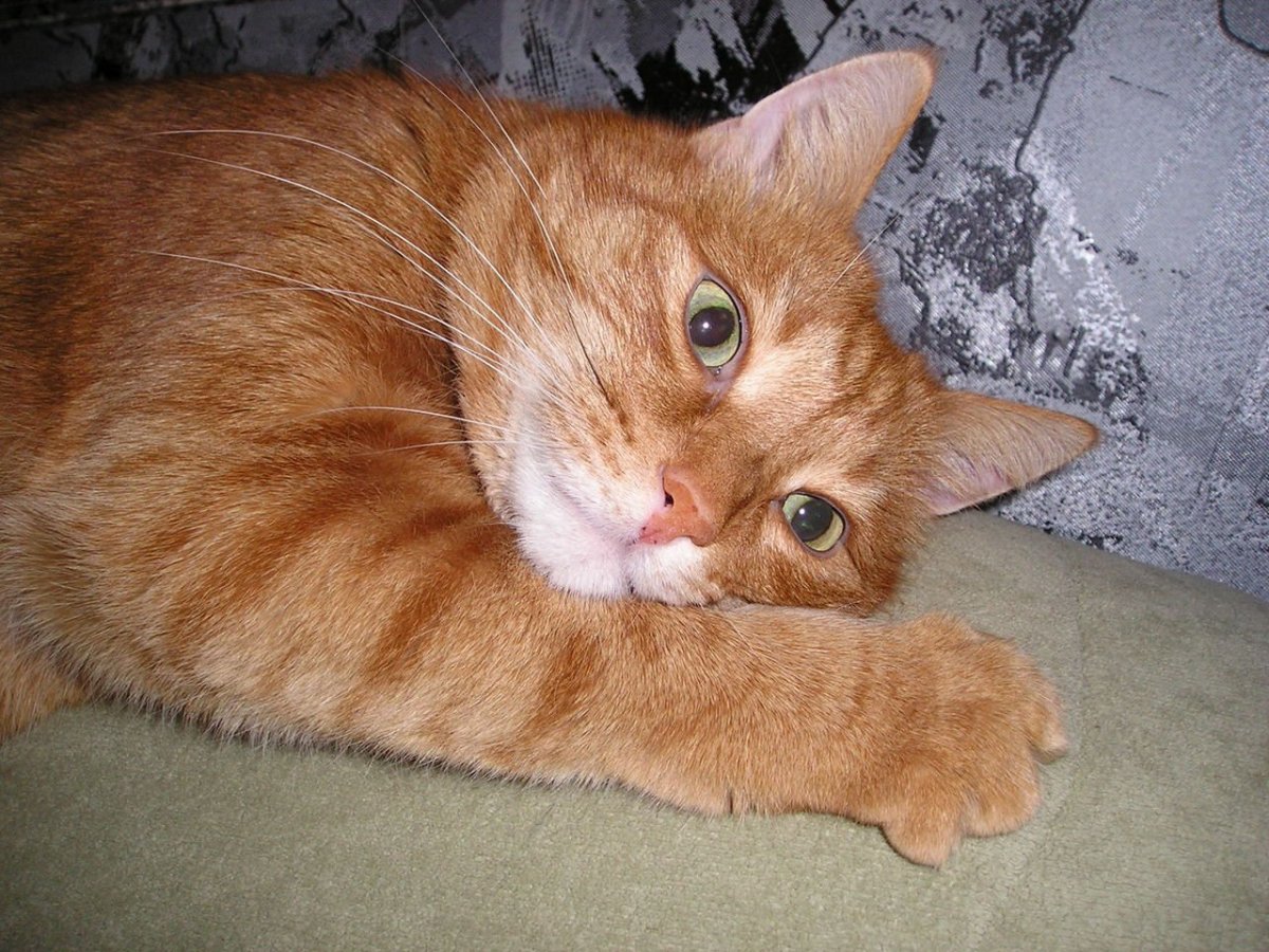 Домашние рыжие коты