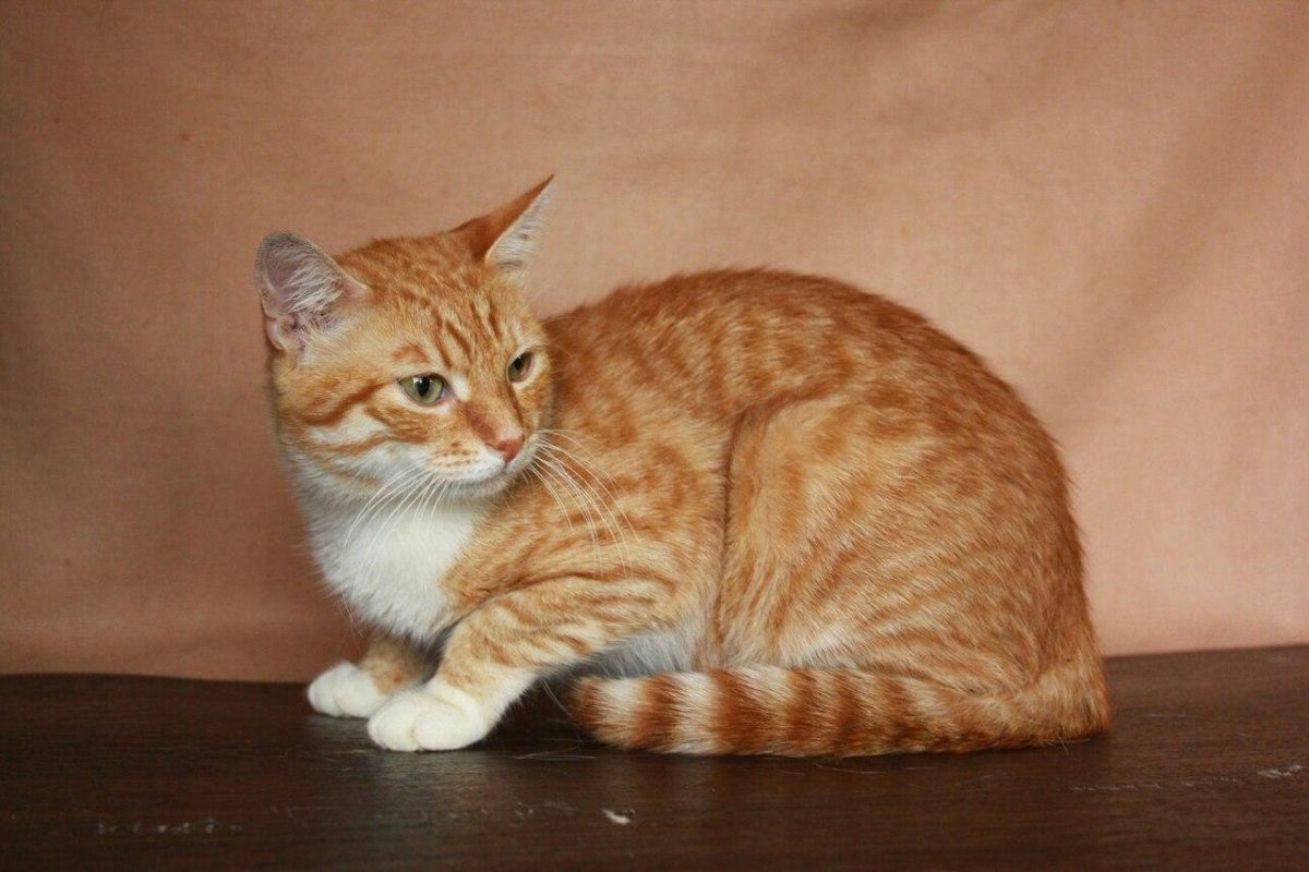 Сибирская кошка рыжая гладкошерстная