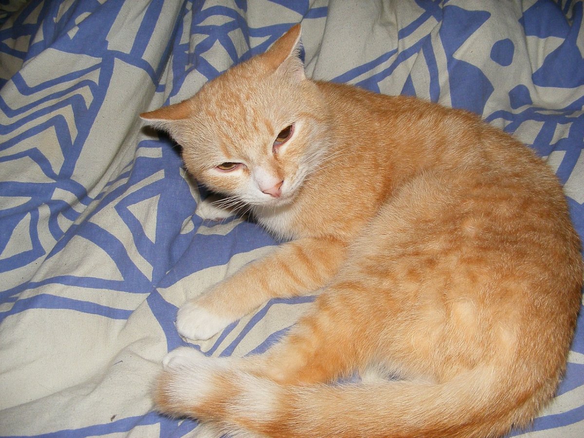 Рыжий гладкошерстный толстый кот