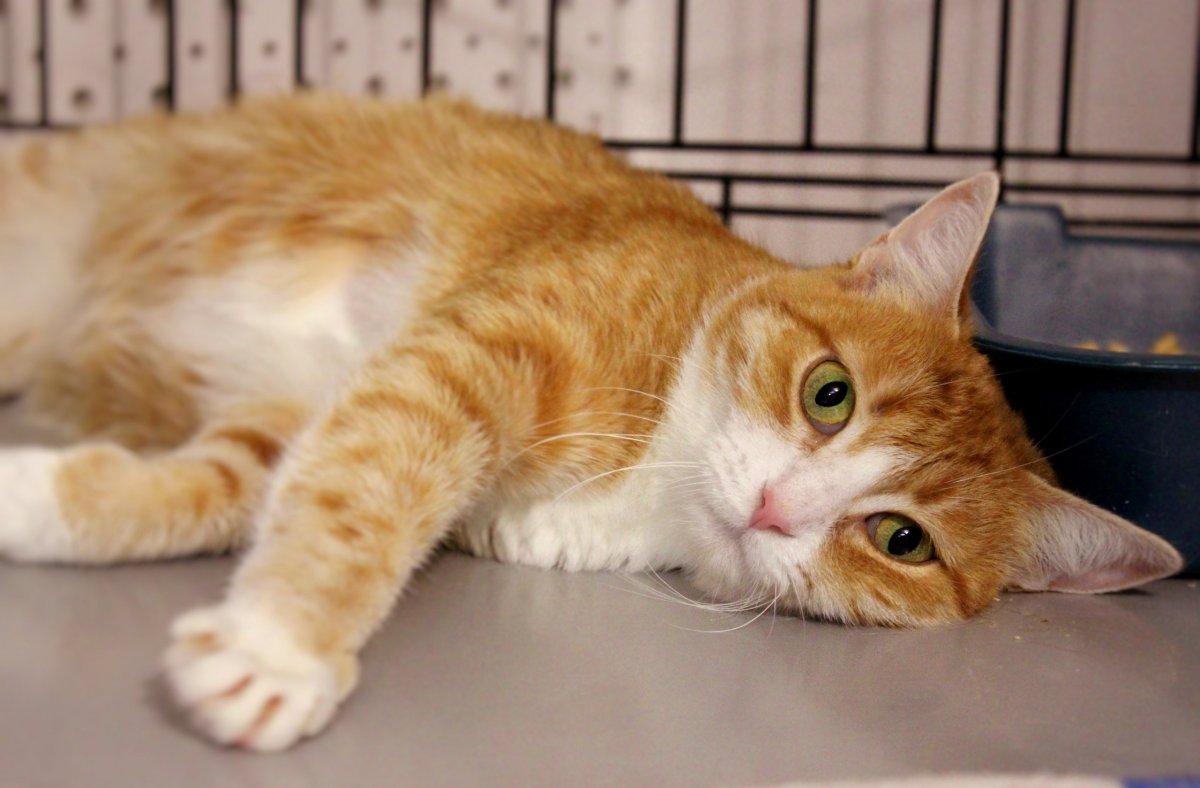 Рыже белый кот