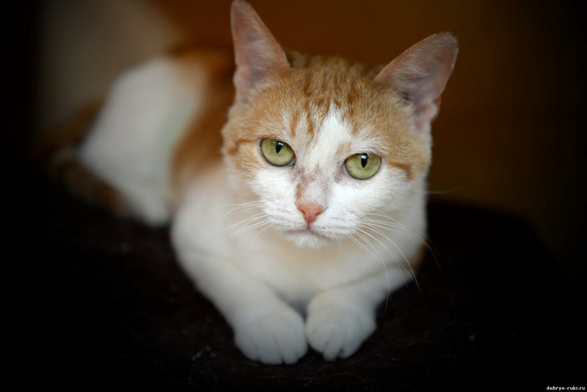 Рыжий гладкошерстный кот