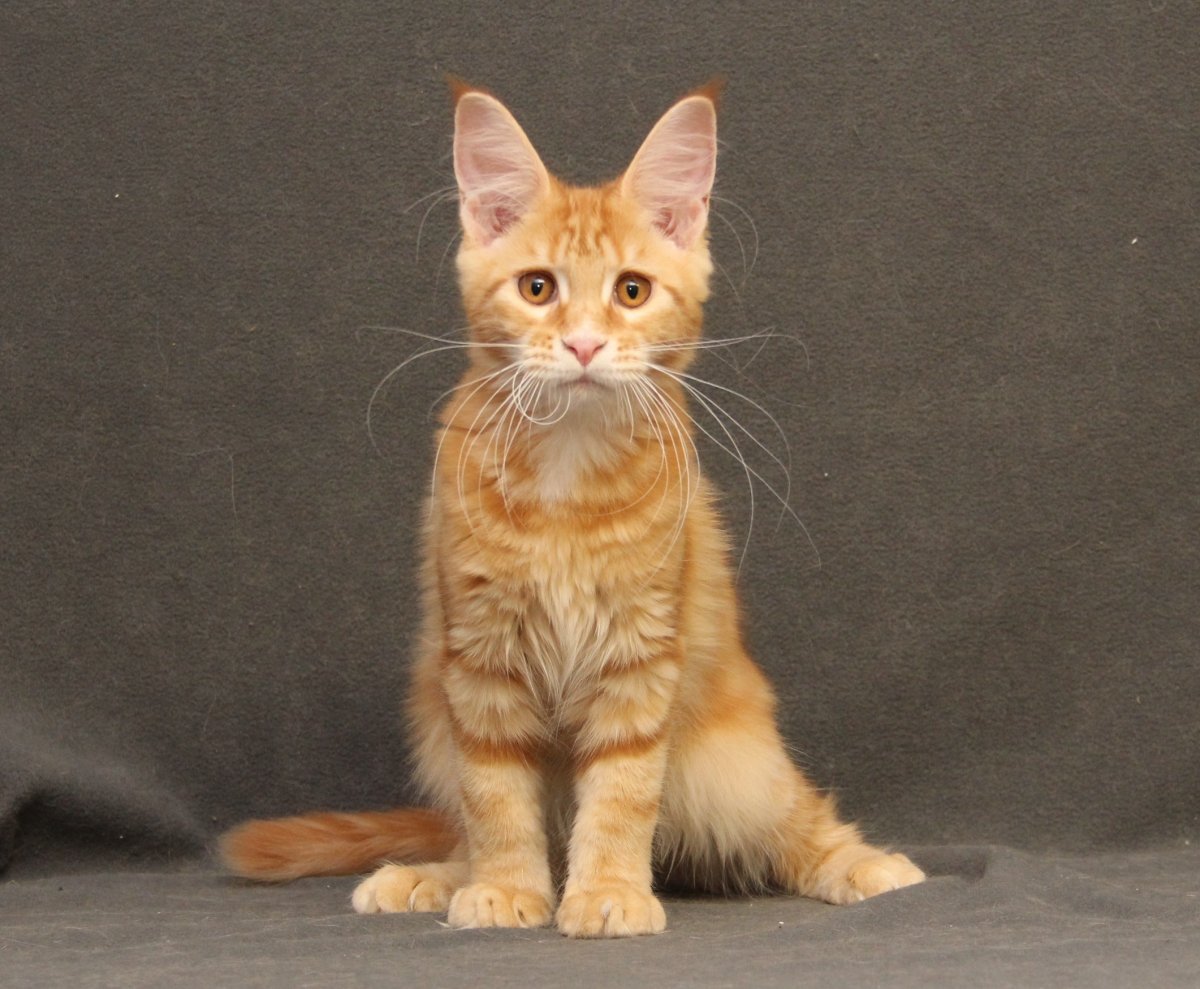 Гладкошёрстный мейнкун