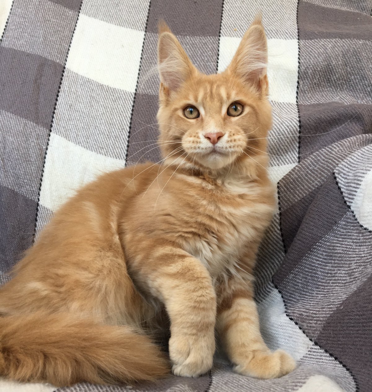 Мейн кун короткошерстный