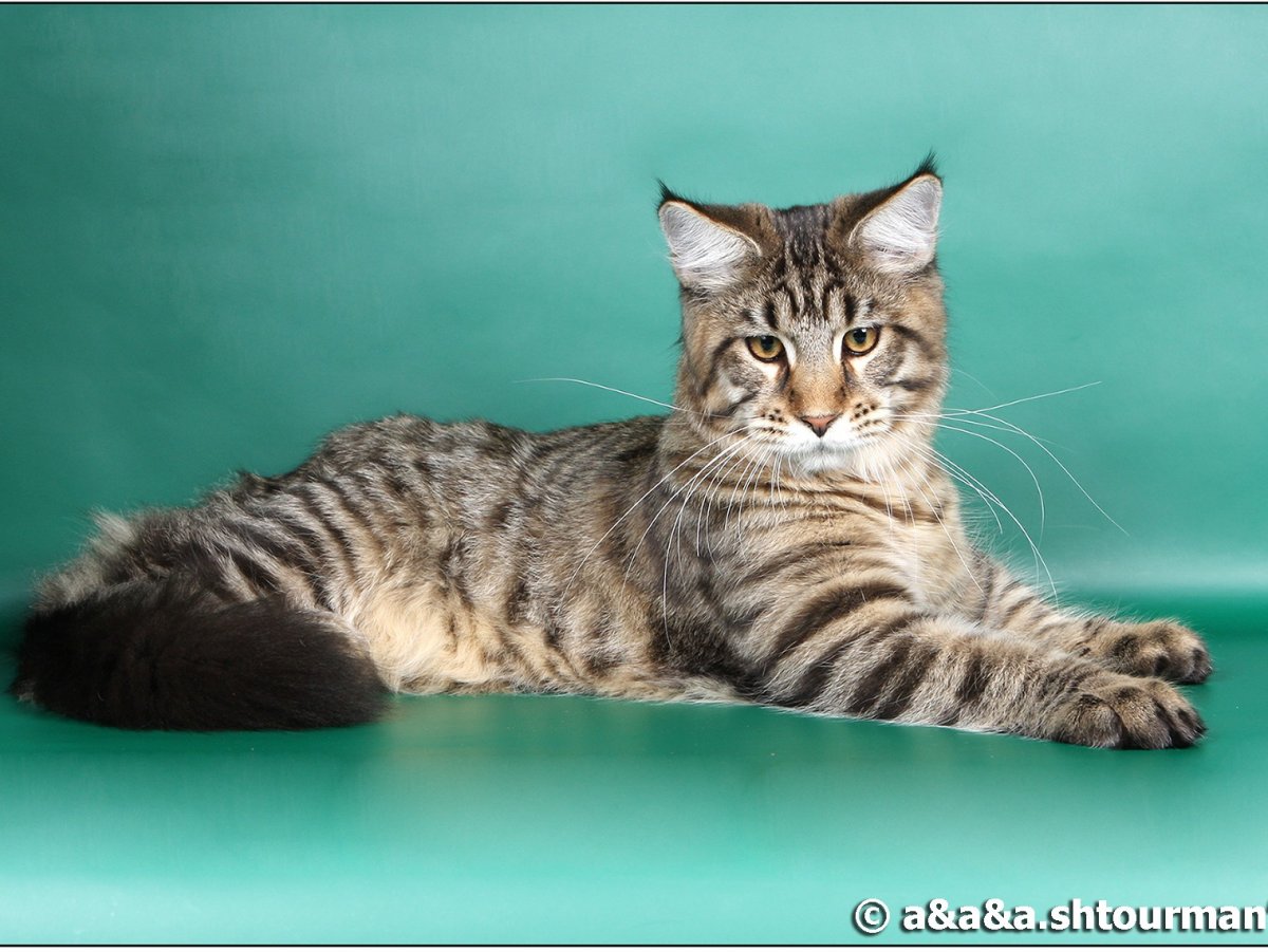 Гладкошёрстный мейнкун