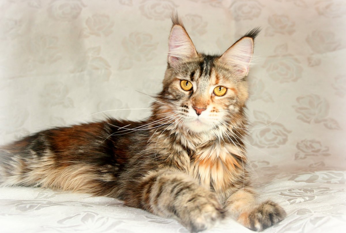 Мейн кун трехцветный