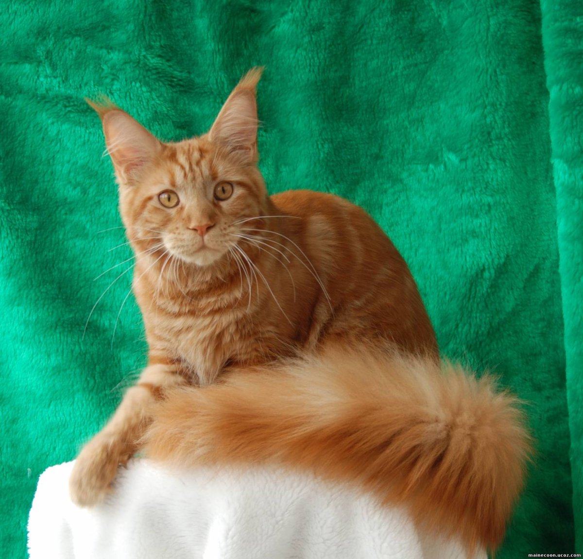 Мейн кун рыжий гладкошерстный
