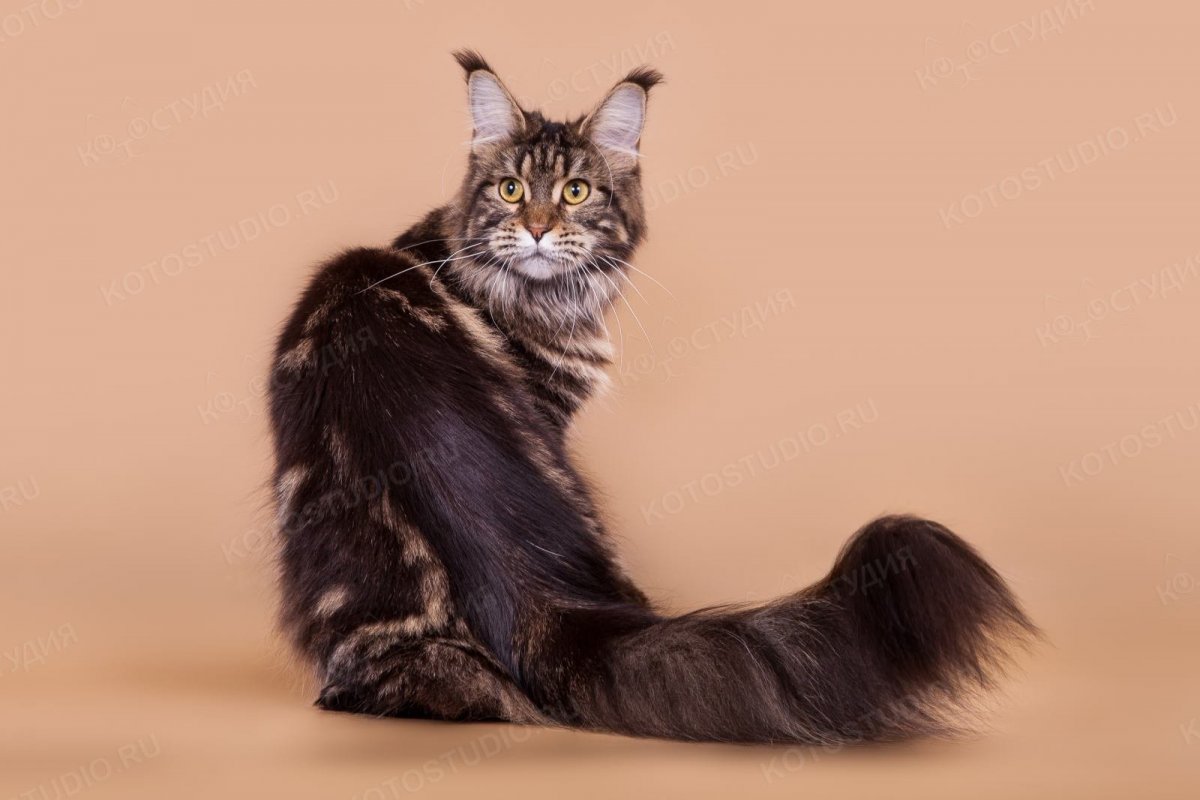 Порода Мейн кун гладкошерстный