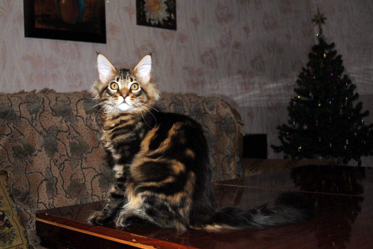 Мэйкун черный гладкошерстный