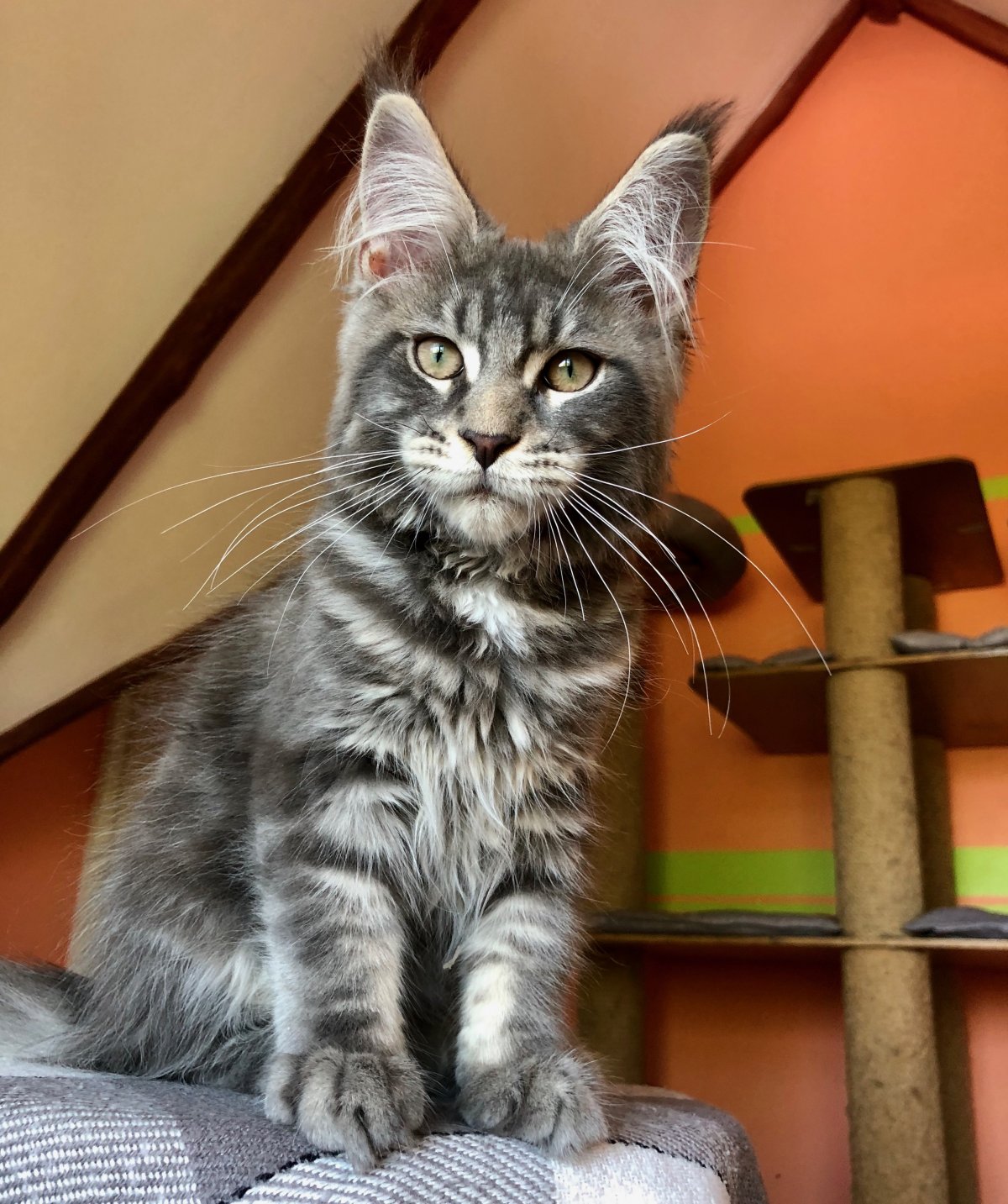 Мейн кун рыжий гладкошерстный