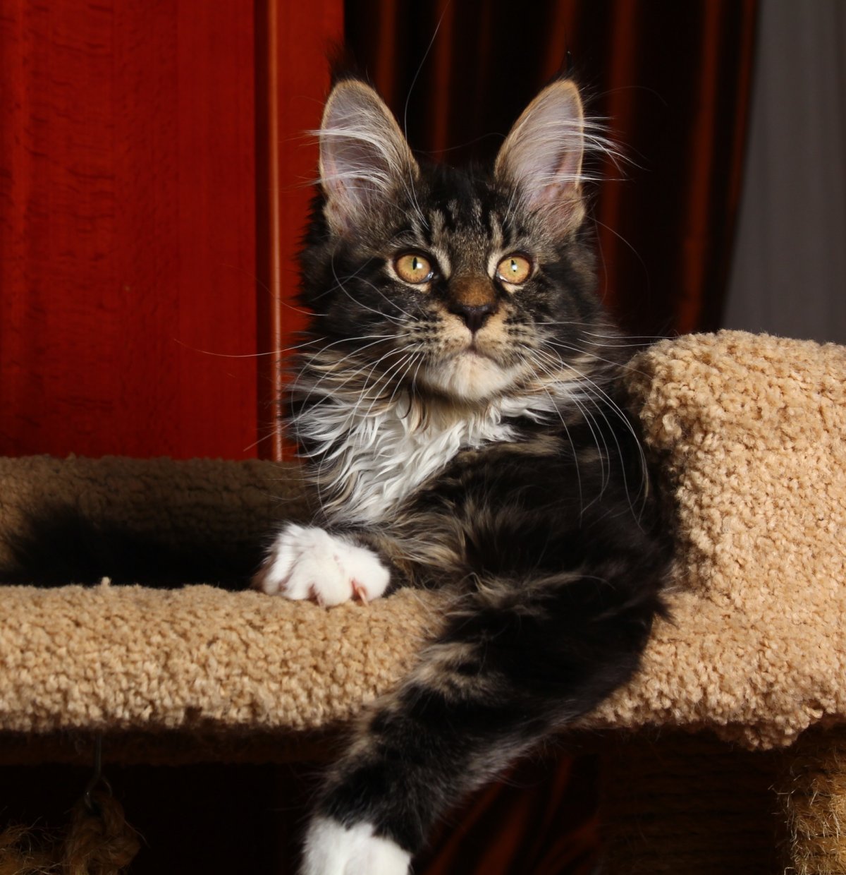 Мейн кун Браун