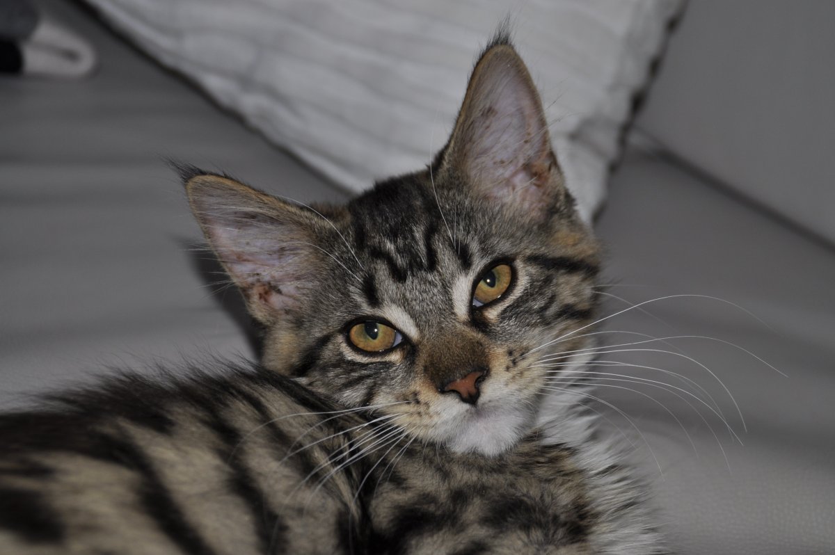 Мейн кун полосатый