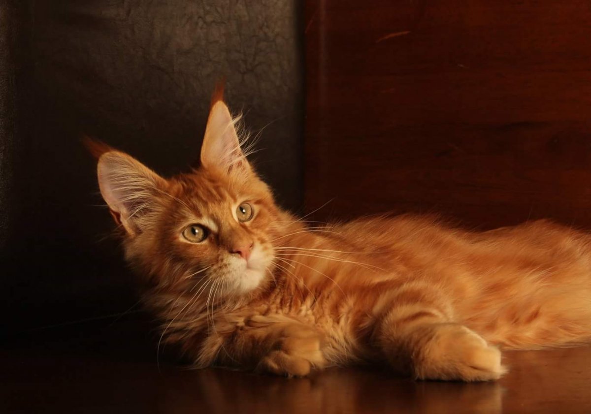 Кот Мейн кун серый полосатый