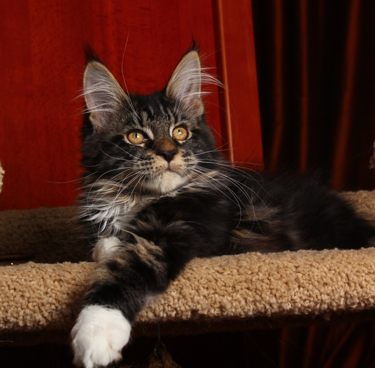 Манчкин и Мейн кун