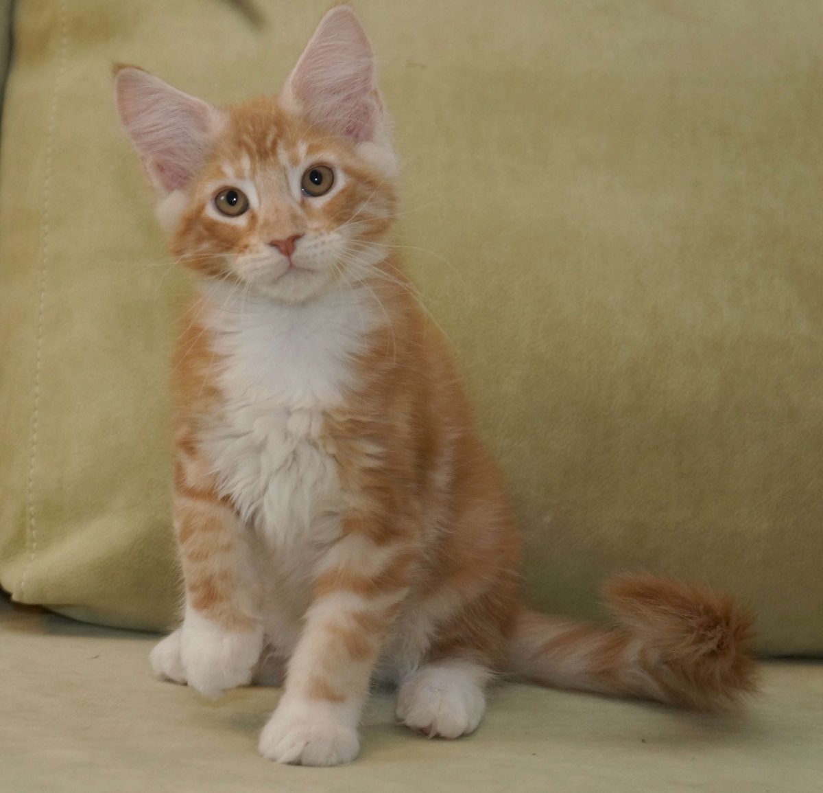 Котята Мейн кун в Иркутске в питомники