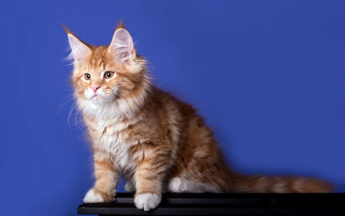 Мейн кун красный биколор