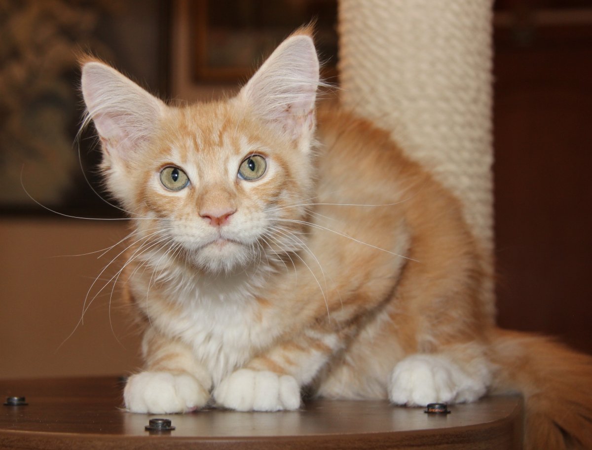 Мейн кун рыжий гладкошерстный