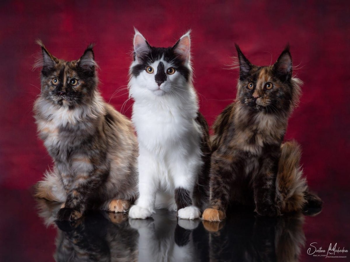 Мейн кун Браун табби