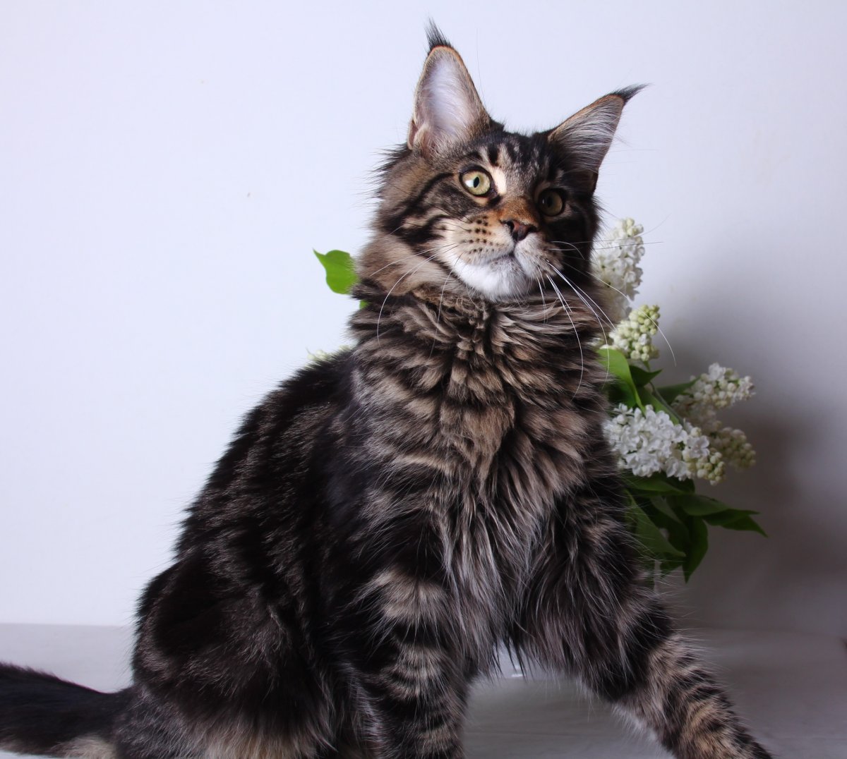 Мейн кун котята и взрослые коты