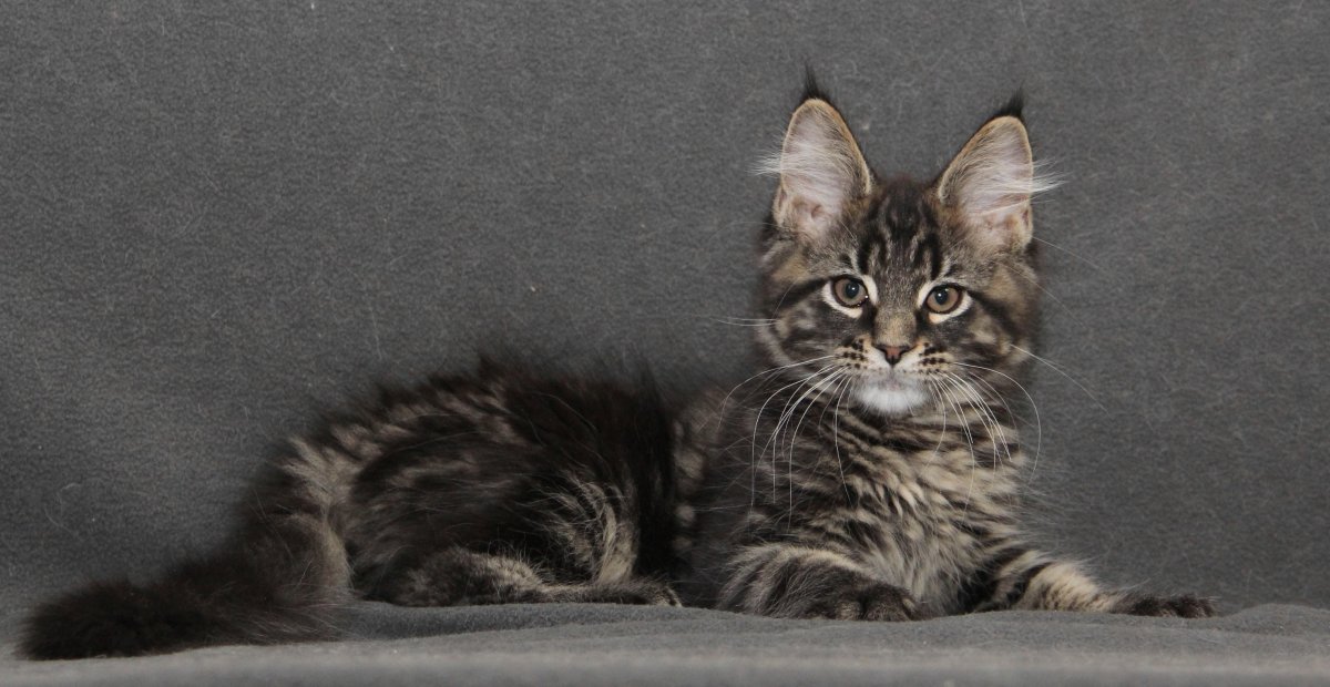 Мейн кун Феликс