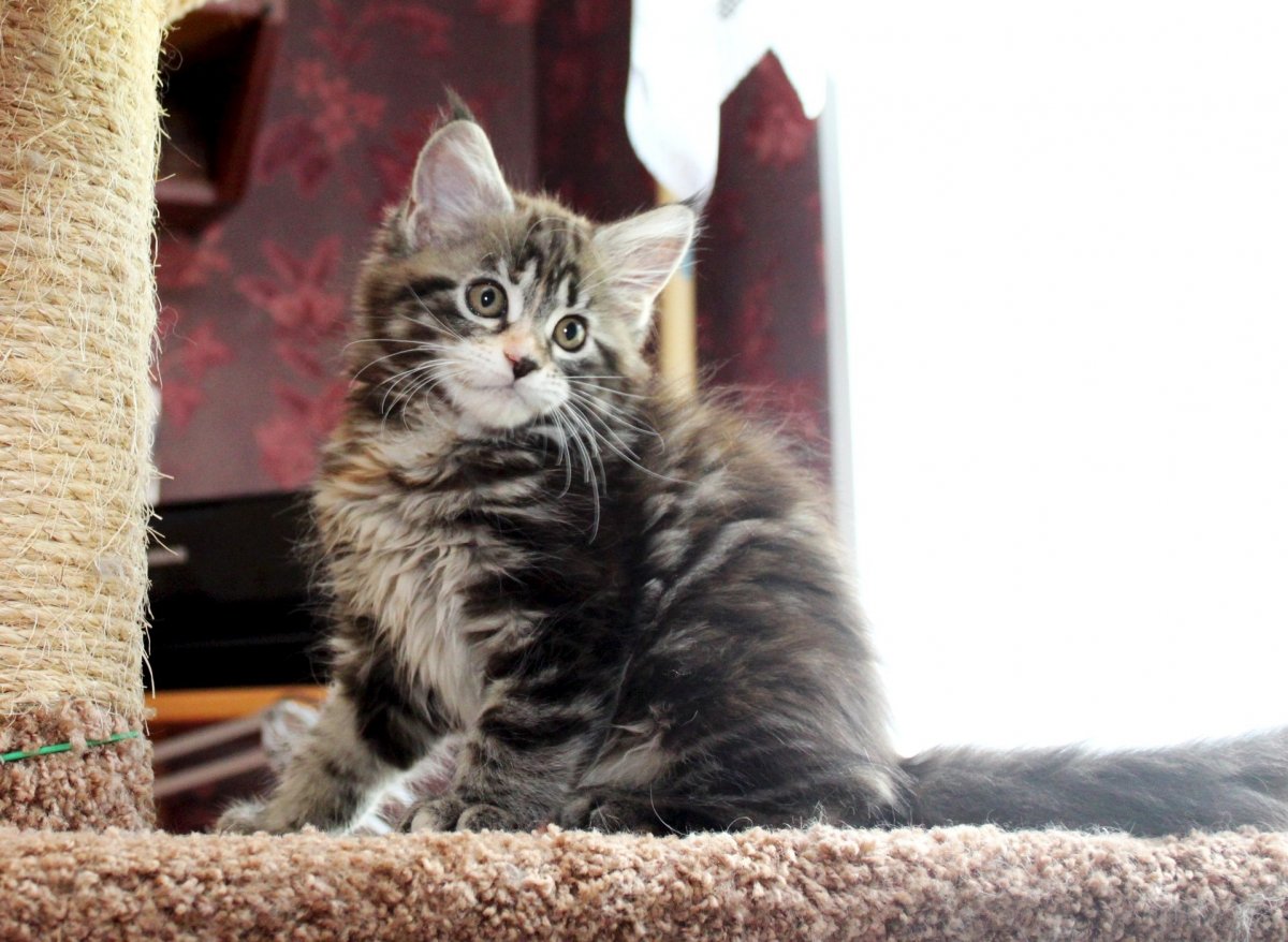 Мейн кун короткошерстный