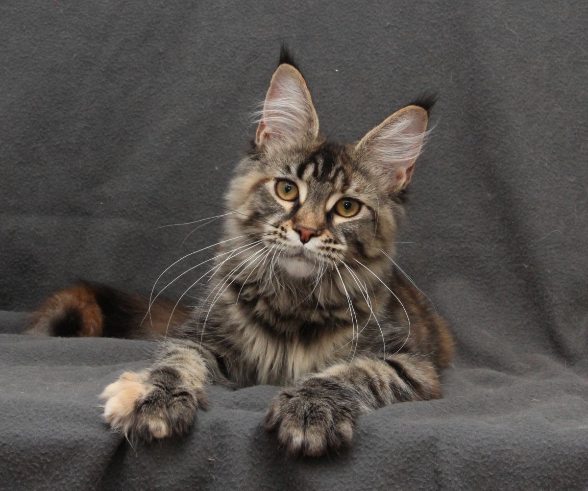 Гладкошерстные котята Мейн куна