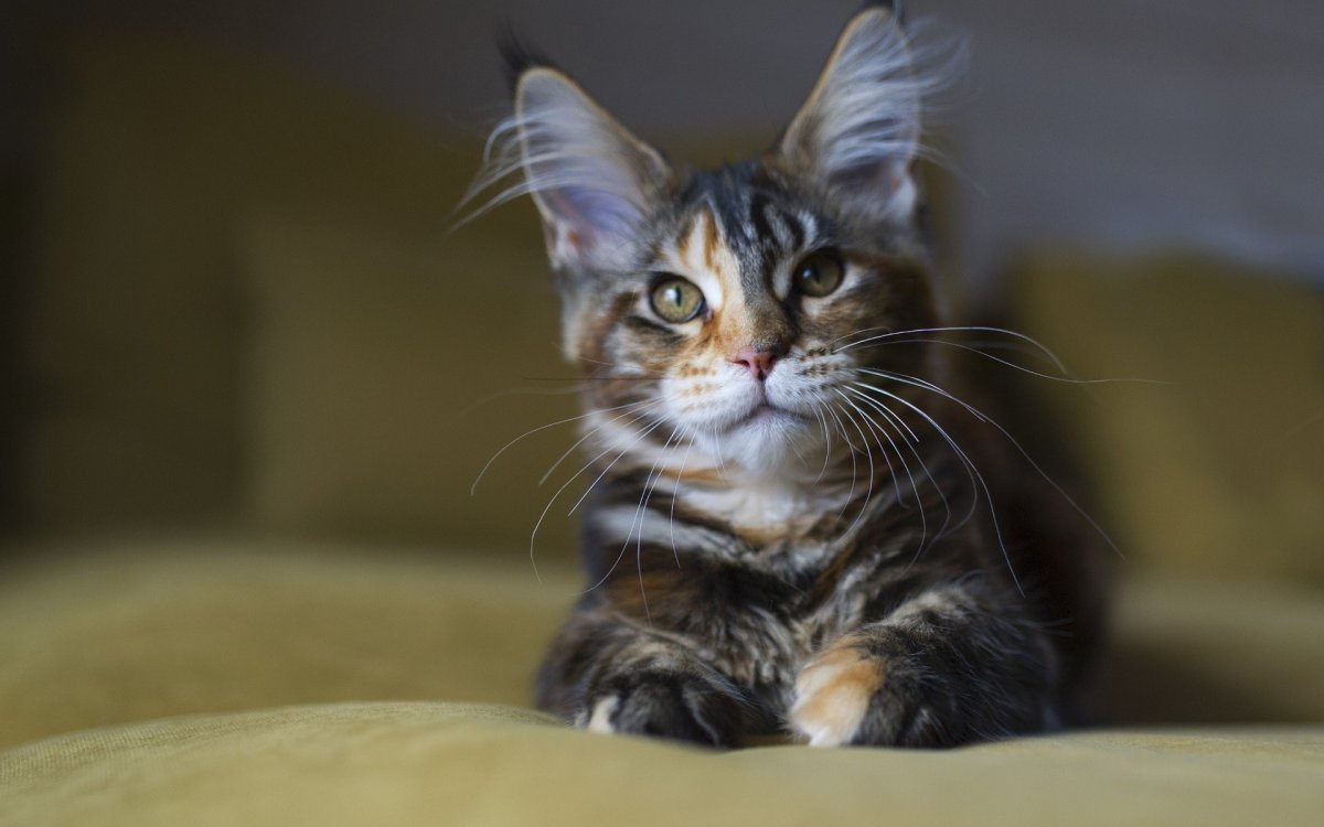 Гладкошерстный Мейн кун табби