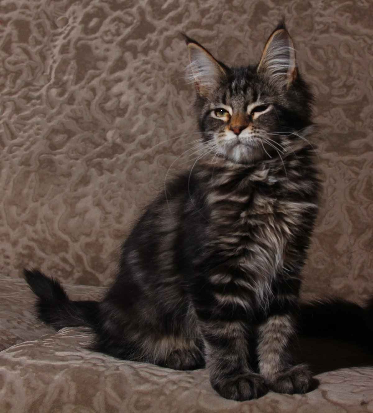 Котята Мейн-кун 28