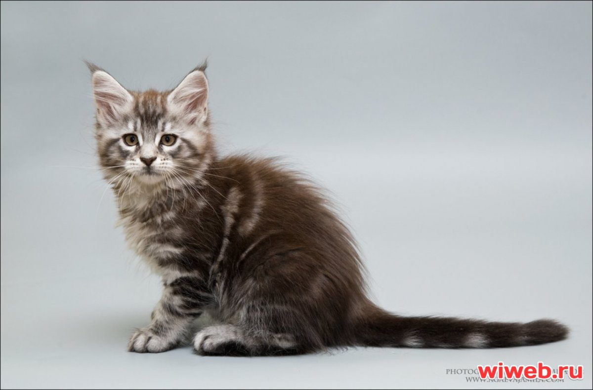 Мейн кун полосатый