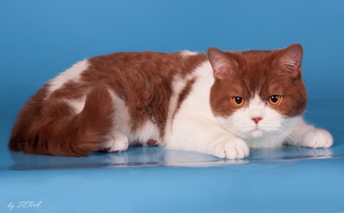 Британец биколор шоколадно белый