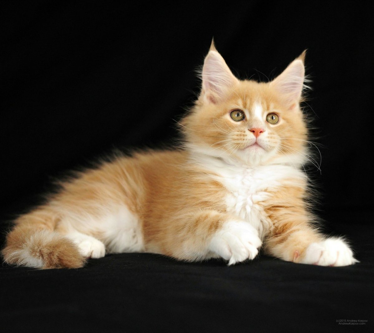 Сибирский Мейн кун рыжий