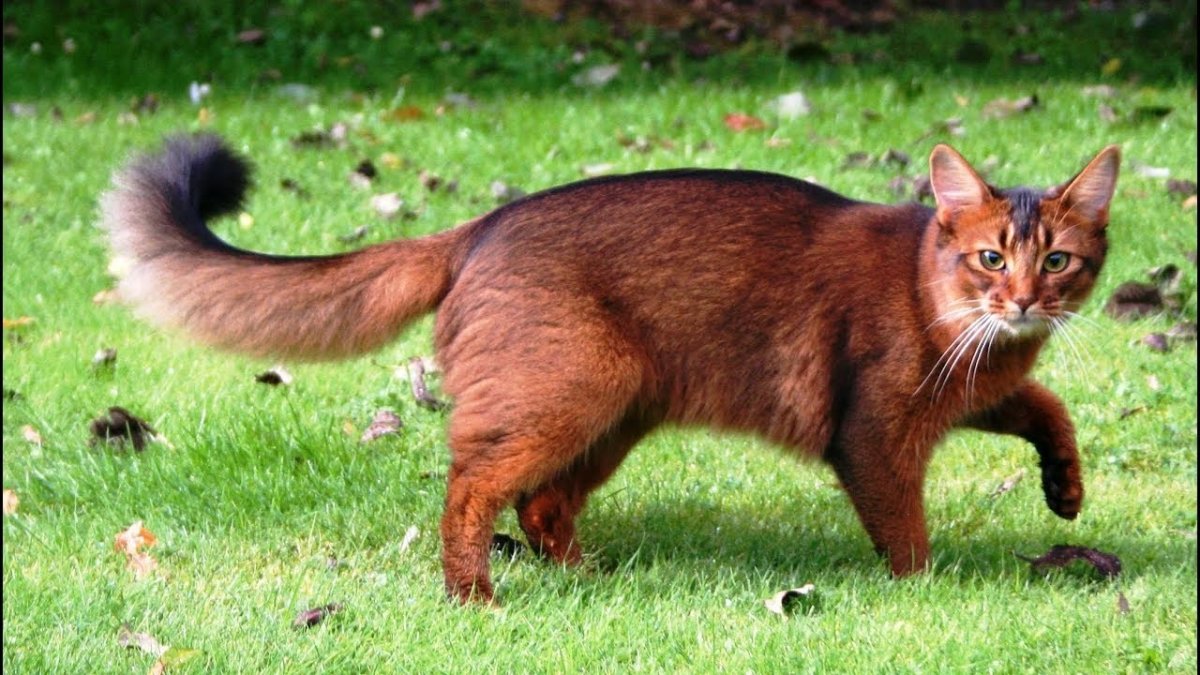 Сомалийская Сомали кошка