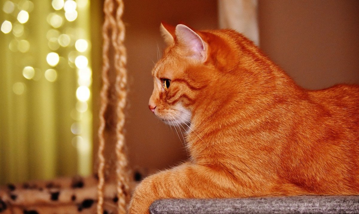 Рыжий кот домашний