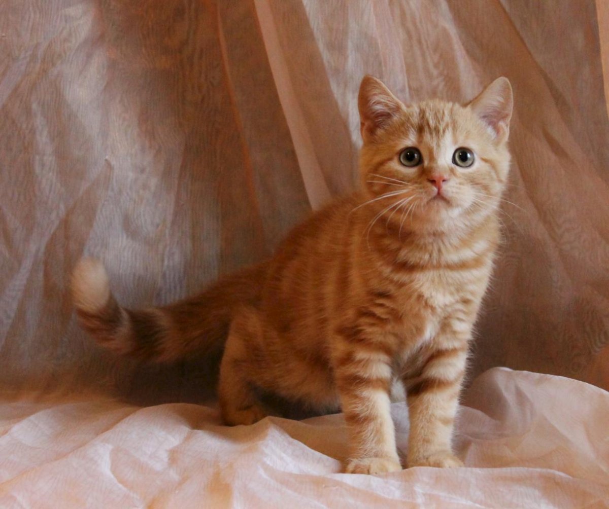 Шотландские котята рыжего окраса