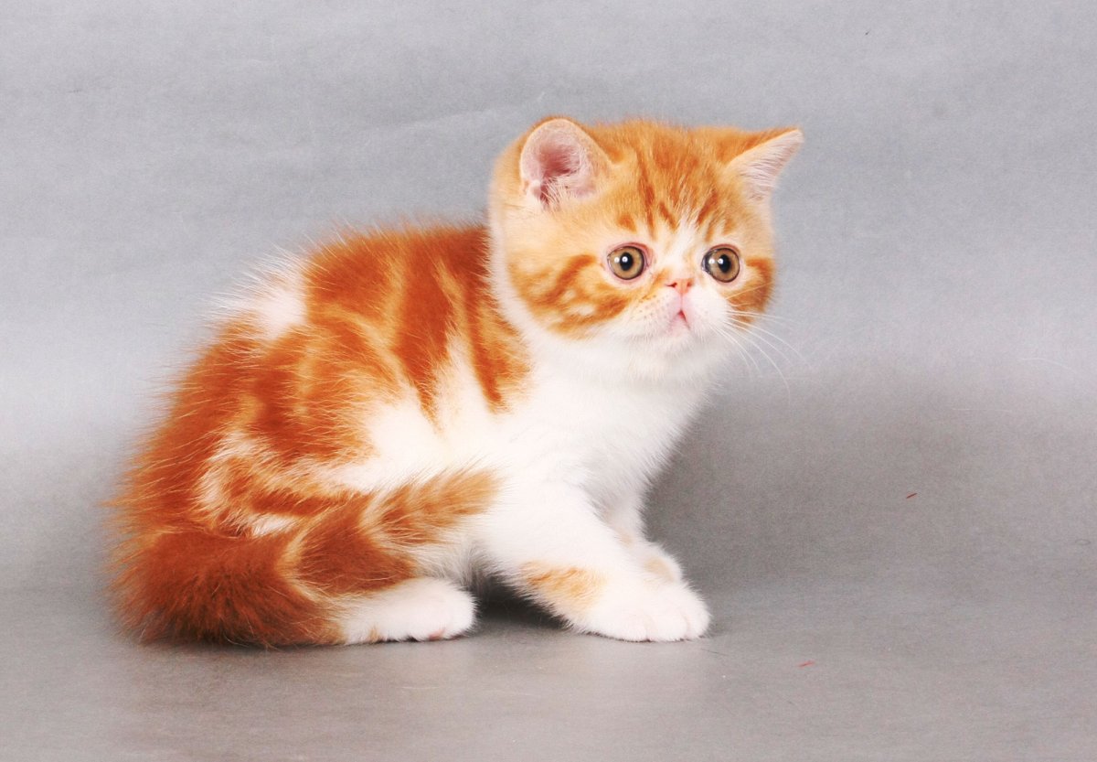 Экзот красный табби