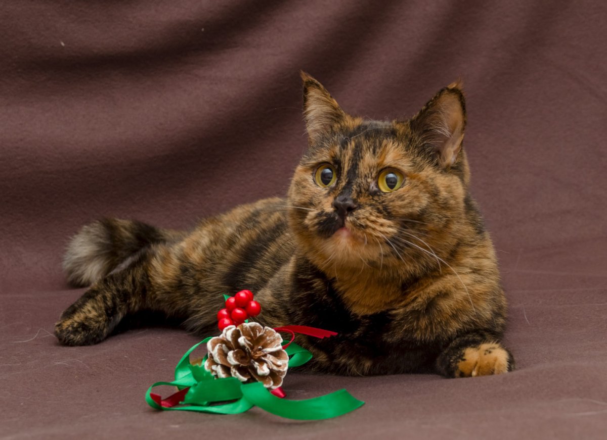 Черепаховый кот порода