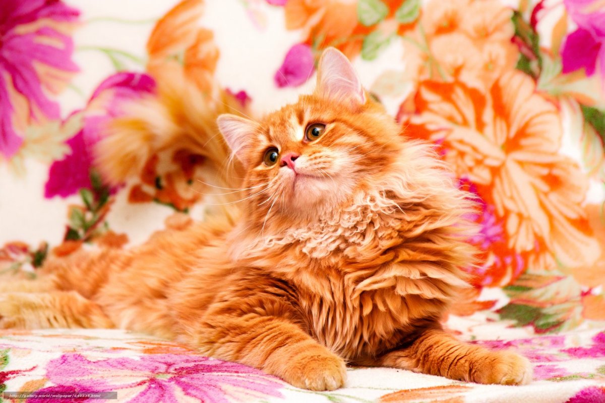 Рыжий кот с цветами