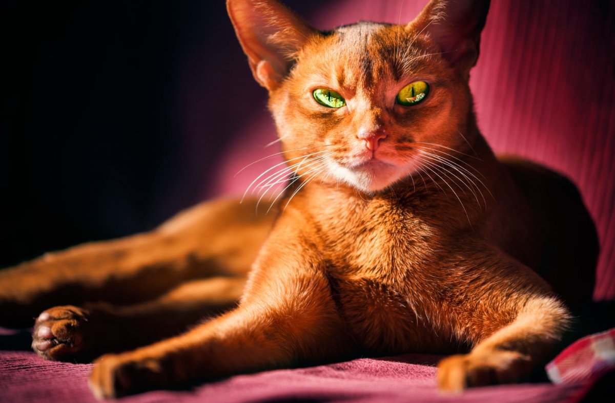 Рыжая кошка с зелеными глазами