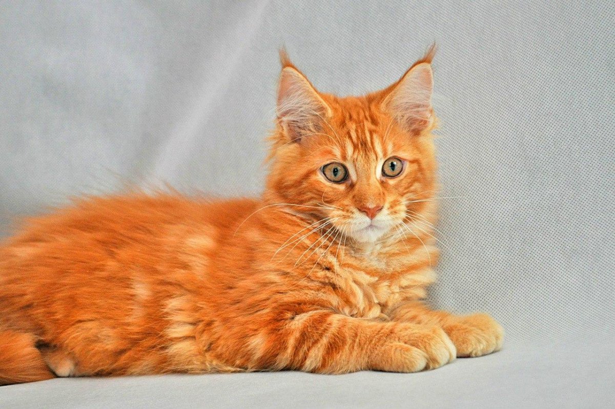 Мейн кун рыжий котенок