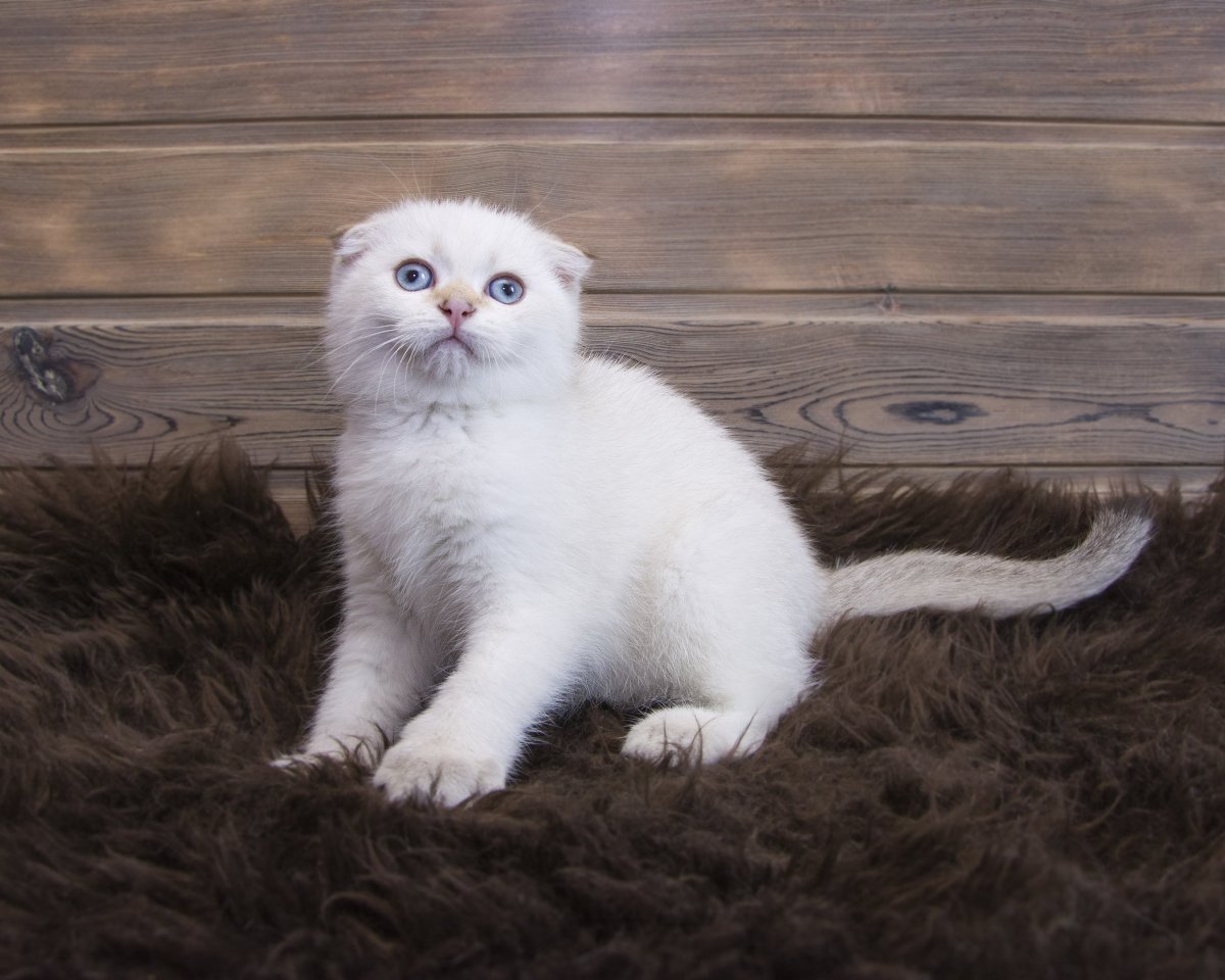 Шотландская вислоухая кошка белая