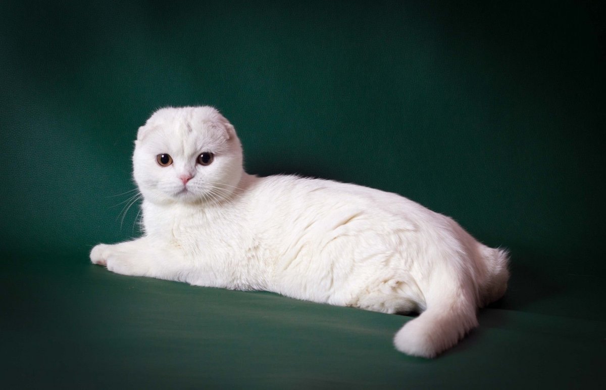 Британский вислоухий кот белый