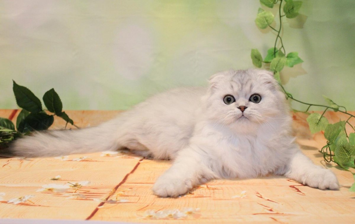 Шотландская вислоухая шиншилла