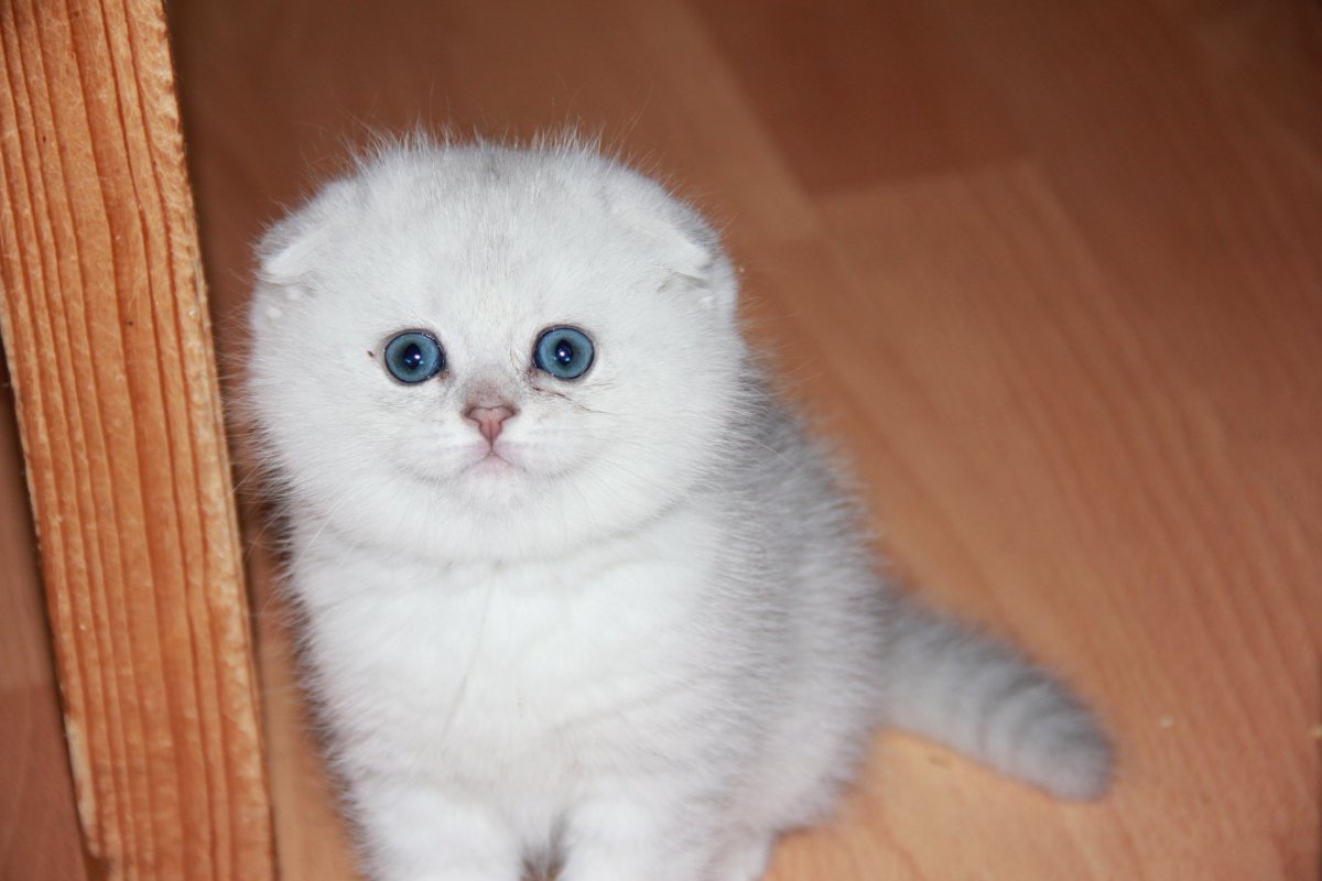 Шотландский вислоухий кот скоттиш фолд