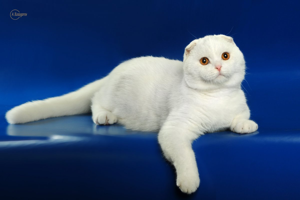 Самые красивые породы кошек фото с названиями Британская вислоухая