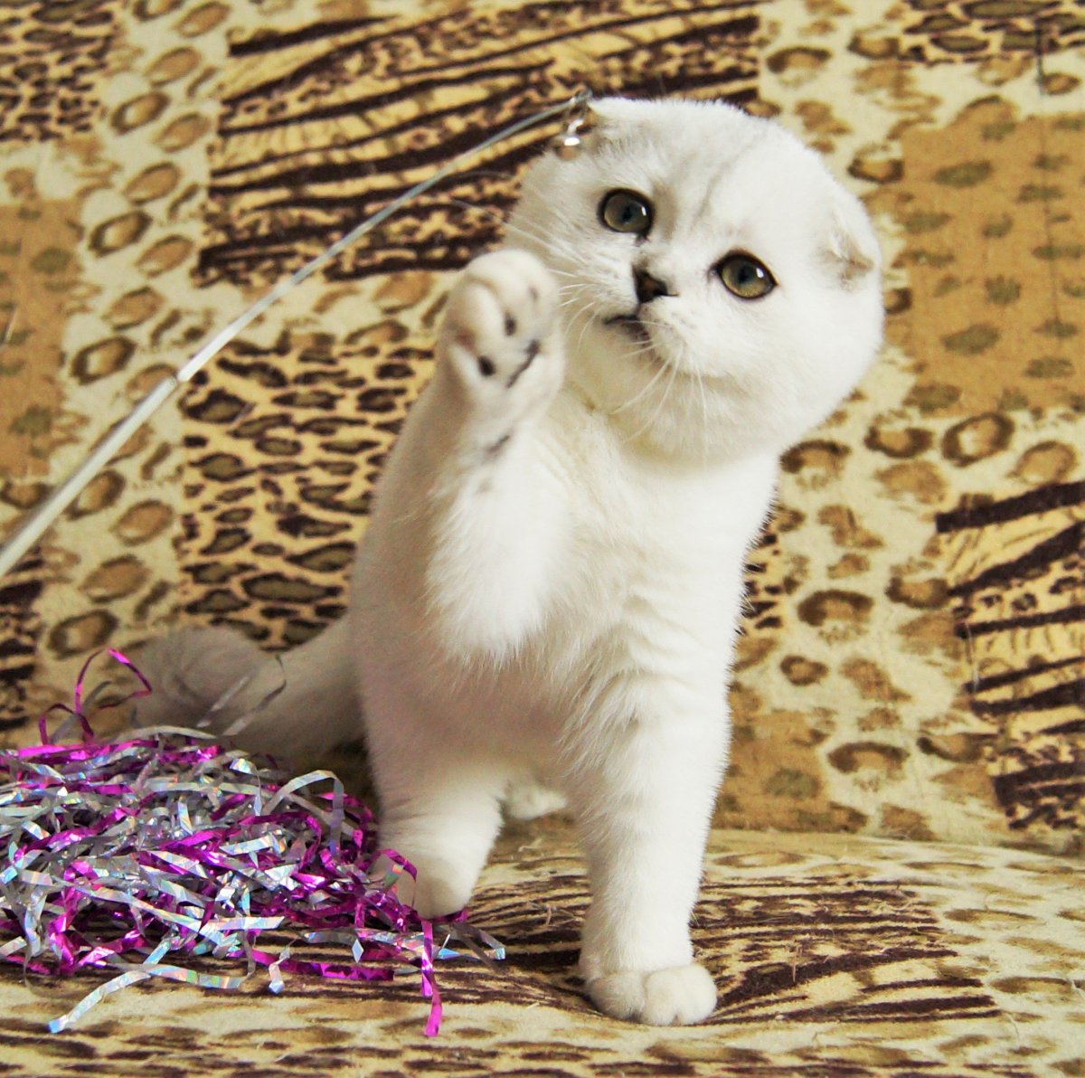 Шотландская вислоухая кошка милая