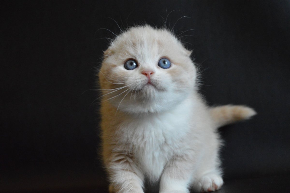 Шотландская вислоухая кошка белая