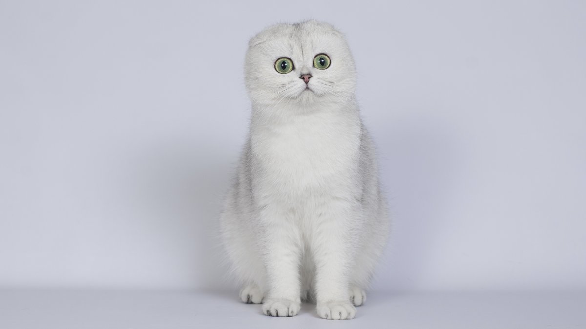 Скоттиш-фолд Шотландская